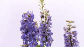 Time lapse clip - Larkspur 4K Video Flower Growing, Blooming and Wilting
