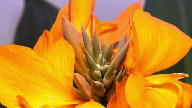 Blossom Flowering 4K Zoom Shot