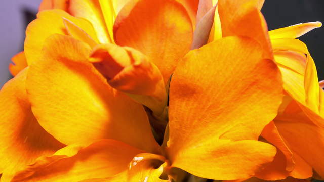 Blossom Flowering 4K Close-Up Shot