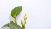 Time lapse clip - Plant Growth Indian Shot