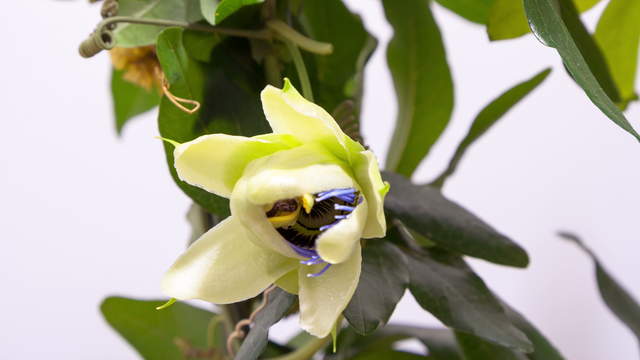 Passion-Flower Blossom 4K - Close-up 03