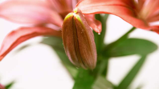 Red Lily Flowering 4K Zoom Timelapse