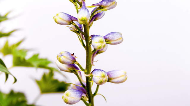 Larkspur Flower Close-Up 4K Video Blooming
