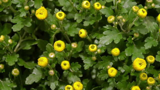Margerites Blooming 4K Video