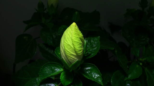 Yellow Hibiscus-Flower Blossom Opening 