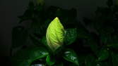 Time lapse clip - Yellow Hibiscus-Flower Blossom Opening 