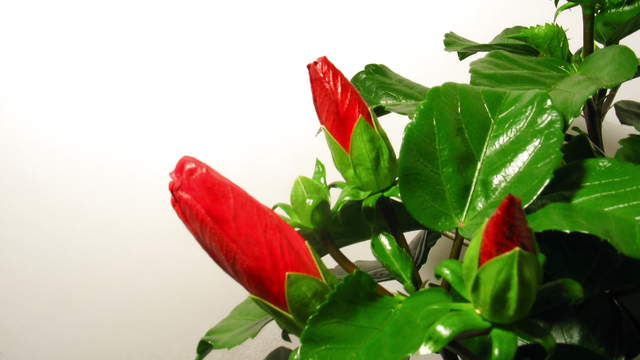 Red Hibiscus-Flower Blossoms Opening 