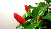 Time lapse clip - Red Hibiscus-Flower Blossoms Opening 