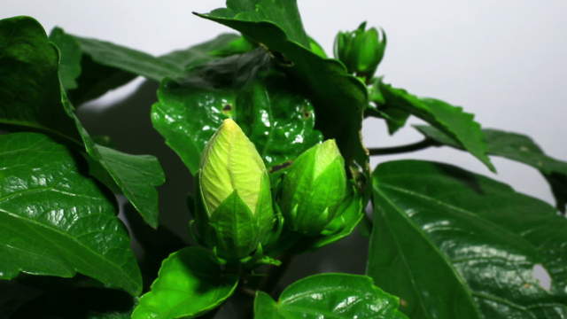 Yellow Hibiscus-Flower Blossoms Opening 