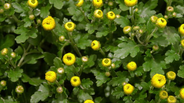 Blooming Chrysanthemum