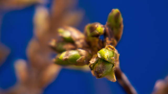 Forsythia  4K Macro Video