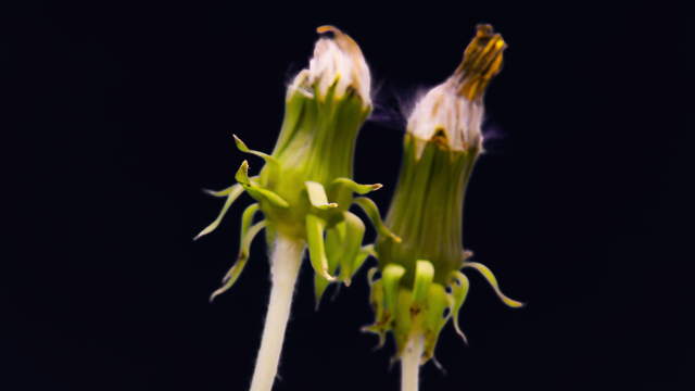 Dandelion Close Up 4K