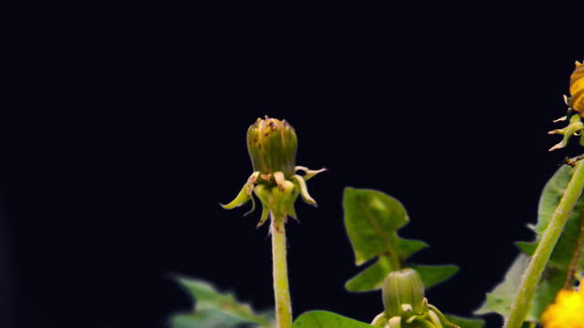 Dandelion Close Up Shot - 2 Clips in 4K