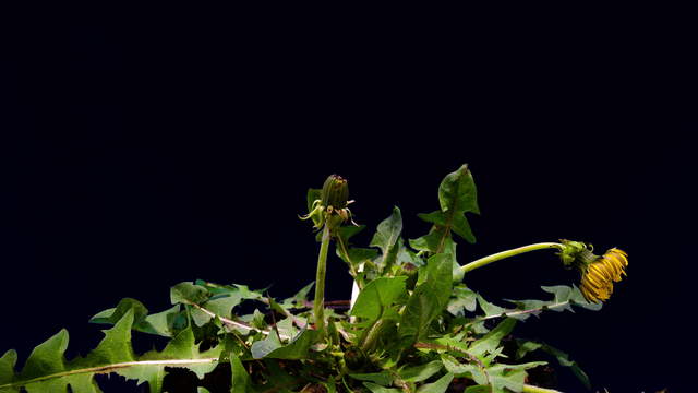 Dandelion Long Shot - 2 Clips in 4K