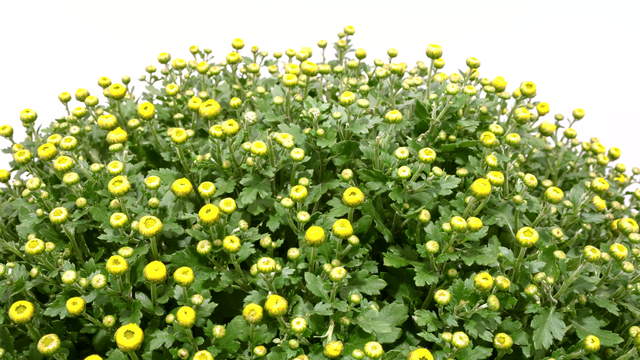 Blooming Yellow Chrysanthemum Flower