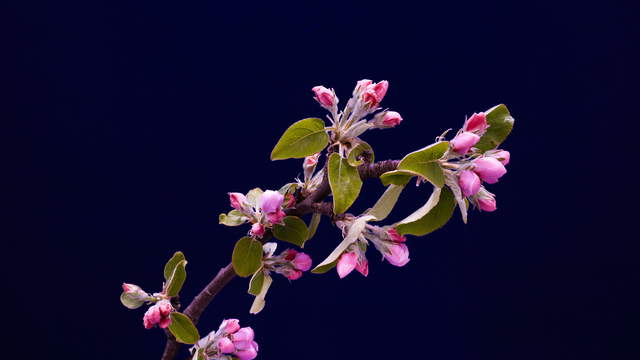 Apple Flower Long Shot 4K