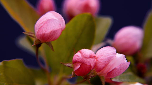 Apple Flower Close Up 4K