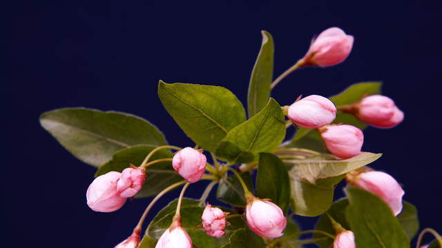 Flowering Apple Branch 4K Close-Up Shot