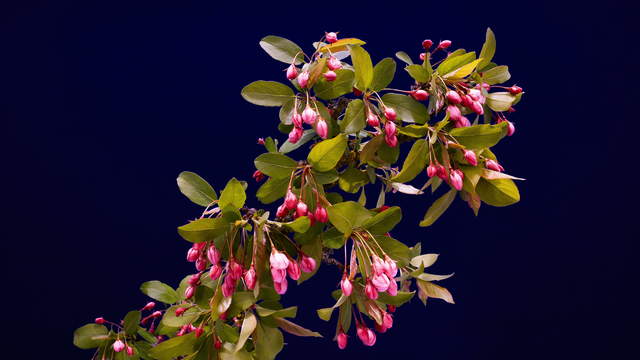 Flowering Apple Branch 4K Long Shot