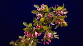 Time lapse clip - Flowering Apple Branch 4K Long Shot
