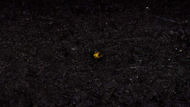 Honeydew Melon Seed Close-Up