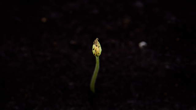 Honeydew Melon Seed Cotyledons Close-Up 