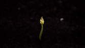 Time lapse clip - Honeydew Melon Seed Cotyledons Close-Up 
