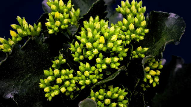 4K Kalanchoe Flowering