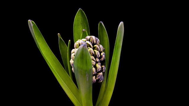 Blooming Hyacinth