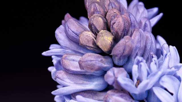 Hyacinth Close Up Shots