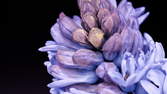 Time lapse clip - Hyacinth Close Up Shots
