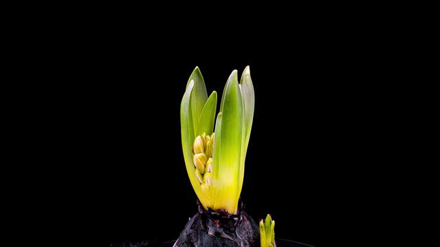 Flowering Pink Hyacinth