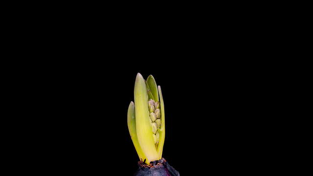 Flowering Blue Hyacinth