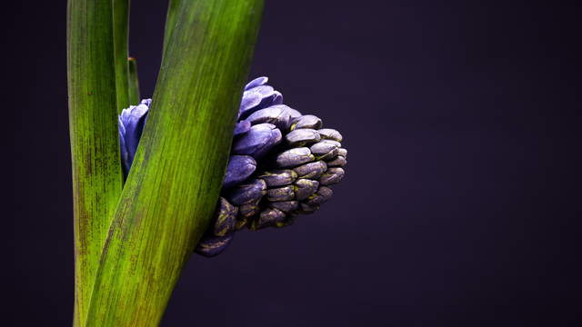 Purple Hyacinth