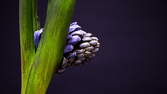 Time lapse clip - Purple Hyacinth