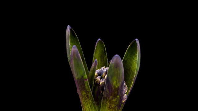 Hyacinth Flower