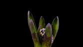 Time lapse clip - Hyacinth Flower