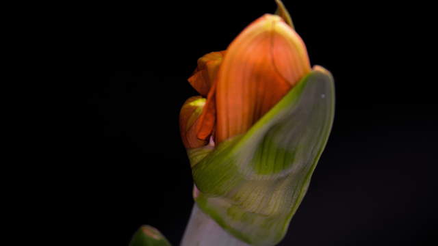 Amaryllis Close-Up Shots 4K UHD Video Footage