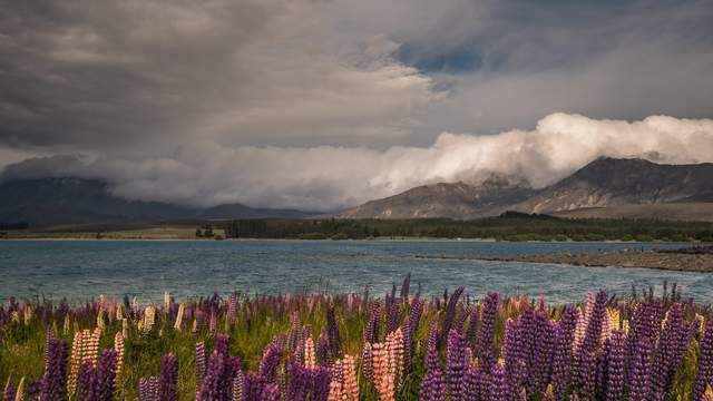 Lupins at Lake Tekapo, New Zealand