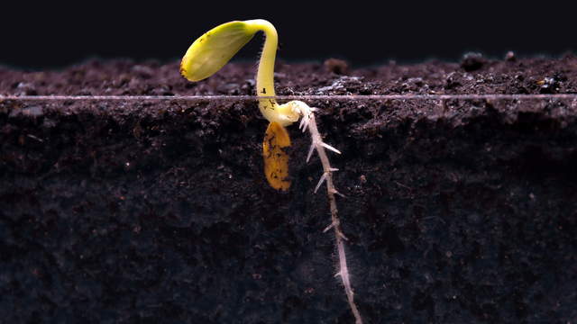 Root Growth Timelapse 4K UHD