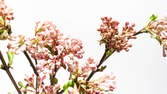 Time lapse clip - Spring Blossoms