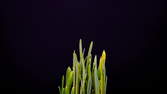 Time lapse clip - Daffodil