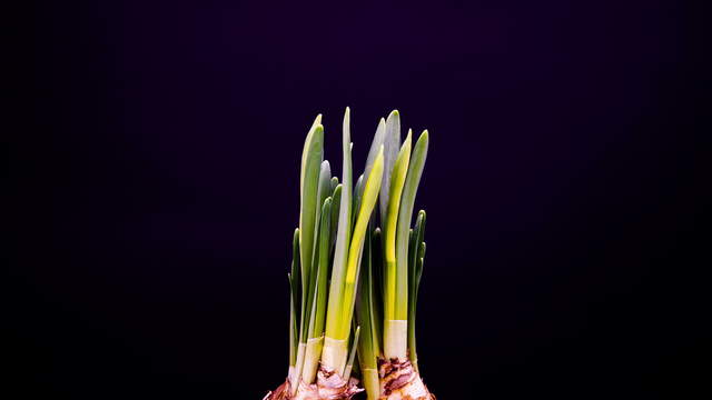 Growing Daffodil (Narcissus)