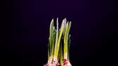 Time lapse clip - Growing Daffodil (Narcissus)