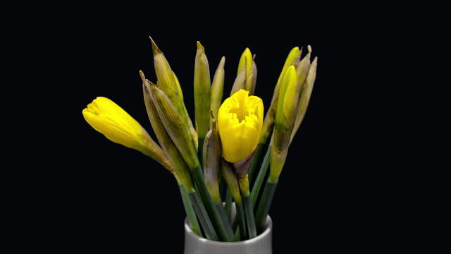 Daffodil Bouquet in Vase