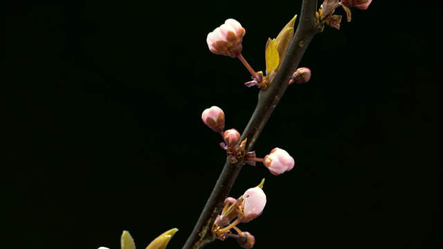 Purple Leaf Plum Zoom