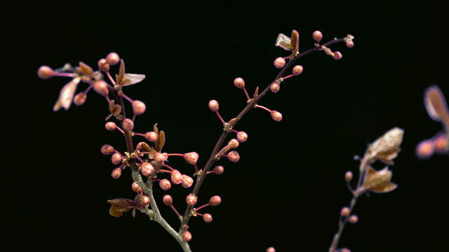 Purple Leaf Plum Branch