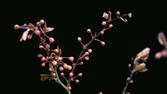 Time lapse clip - Purple Leaf Plum Branch