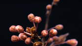 Time lapse clip - Purple Leaf Plum Macro Time Lapse 4K UHD