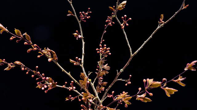 Purple Leaf Plum Blooming